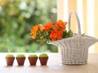 Девушка Цветы flowers, nature, wallpaper 4114 обои рабочий стол