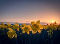 Девушка Цветы flowers, nature, wallpaper 118 обои рабочий стол