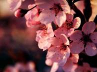 Девушка Цветы flowers, nature, wallpaper 5189 обои рабочий стол