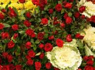 Девушка Цветы flowers, nature, wallpaper 3132 обои рабочий стол