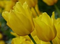 Девушка Цветы flowers, nature, wallpaper 38 обои рабочий стол