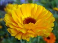 Девушка Цветы flowers, nature, wallpaper 473 обои рабочий стол