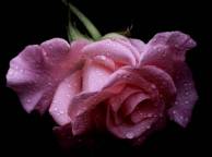Девушка Цветы flowers, nature, wallpaper 498 обои рабочий стол
