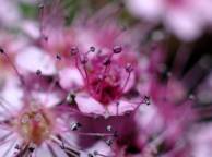 Девушка Цветы flowers, nature, wallpaper 5112 обои рабочий стол