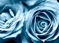 Девушка Цветы flowers, nature, wallpaper 589 обои рабочий стол