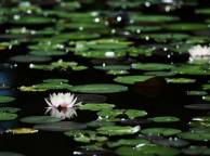 Девушка Цветы flowers, nature, wallpaper 4103 обои рабочий стол