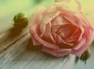 Девушка Цветы flowers, nature, wallpaper 5146 обои рабочий стол