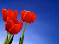 Девушка Цветы flowers, nature, wallpaper 472 обои рабочий стол