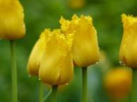Девушка Цветы flowers, nature, wallpaper 5214 обои рабочий стол
