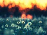 Девушка Цветы flowers, nature, wallpaper 5102 обои рабочий стол