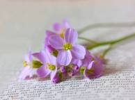 Девушка Цветы flowers, nature, wallpaper 4118 обои рабочий стол