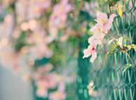 Девушка Цветы flowers, nature, wallpaper 321 обои рабочий стол
