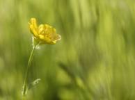 Девушка Цветы flowers, nature, wallpaper 5128 обои рабочий стол