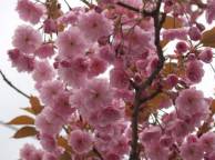 Девушка Цветы flowers, nature, wallpaper 5158 обои рабочий стол