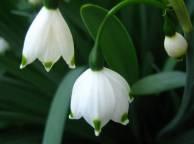 Девушка Цветы flowers, nature, wallpaper 5264 обои рабочий стол