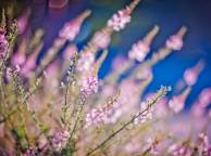 Девушка Цветы flowers, nature, wallpaper 42 обои рабочий стол