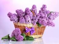 Девушка Цветы flowers, nature, wallpaper 4178 обои рабочий стол