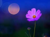 Девушка Цветы flowers, nature, wallpaper 331 обои рабочий стол