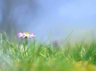 Девушка Цветы flowers, nature, wallpaper 54 обои рабочий стол
