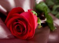 Девушка Цветы flowers, nature, wallpaper 372 обои рабочий стол