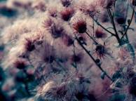 Девушка Цветы flowers, nature, wallpaper 5152 обои рабочий стол
