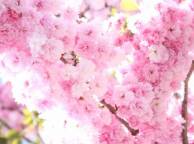 Девушка Цветы flowers, nature, wallpaper 5159 обои рабочий стол