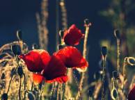 Девушка Цветы flowers, nature, wallpaper 594 обои рабочий стол