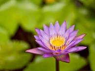 Девушка Цветы flowers, nature, wallpaper 5113 обои рабочий стол
