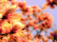 Девушка Цветы flowers, nature, wallpaper 554 обои рабочий стол