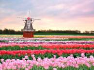 Девушка Цветы flowers, nature, wallpaper 4139 обои рабочий стол