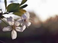 Девушка Цветы flowers, nature, wallpaper 317 обои рабочий стол