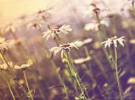 Девушка Цветы flowers, nature, wallpaper 245 обои рабочий стол