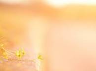 Девушка Цветы flowers, nature, wallpaper 34 обои рабочий стол