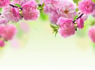 Девушка Цветы flowers, nature, wallpaper 4150 обои рабочий стол