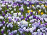 Девушка Цветы flowers, nature, wallpaper 5213 обои рабочий стол