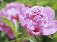 Девушка Цветы flowers, nature, wallpaper 586 обои рабочий стол