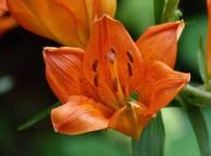 Девушка Цветы flowers, nature, wallpaper 451 обои рабочий стол