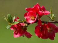 Девушка Цветы flowers, nature, wallpaper 5242 обои рабочий стол