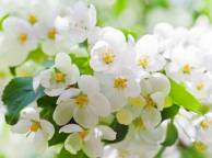 Девушка Цветы flowers, nature, wallpaper 4147 обои рабочий стол