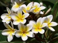 Девушка Цветы flowers, nature, wallpaper 4169 обои рабочий стол
