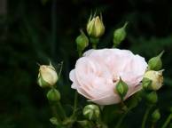 Девушка Цветы flowers, nature, wallpaper 450 обои рабочий стол