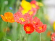 Девушка Цветы flowers, nature, wallpaper 364 обои рабочий стол