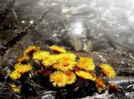 Девушка Цветы flowers, nature, wallpaper 315 обои рабочий стол