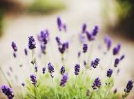 Девушка Цветы flowers, nature, wallpaper 329 обои рабочий стол