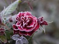 Девушка Цветы flowers, nature, wallpaper 3111 обои рабочий стол