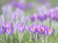 Девушка Цветы flowers, nature, wallpaper 256 обои рабочий стол
