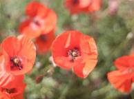 Девушка Цветы flowers, nature, wallpaper 4186 обои рабочий стол