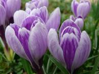 Девушка Цветы flowers, nature, wallpaper 5180 обои рабочий стол