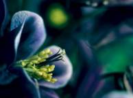 Девушка Цветы flowers, nature, wallpaper 5207 обои рабочий стол