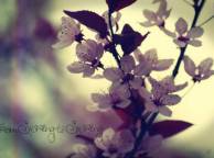 Девушка Цветы flowers, nature, wallpaper 5239 обои рабочий стол